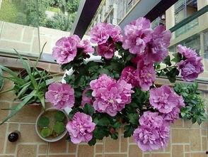 吃瓜了和木槿,揭秘木槿花背后的故事